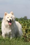 CHIEN FINNOIS DE LAPONIE 647
